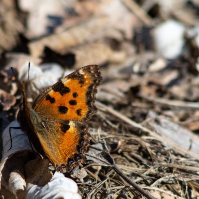 Nymphalis polychloros (babočka jilmová), Podkomorské lesy