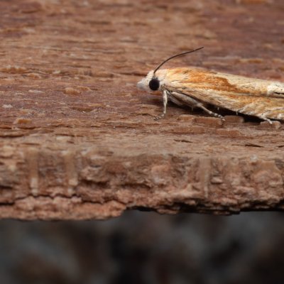 Eucosma hohenwartiana (-), PP Kamenný vrch u Kurdějova