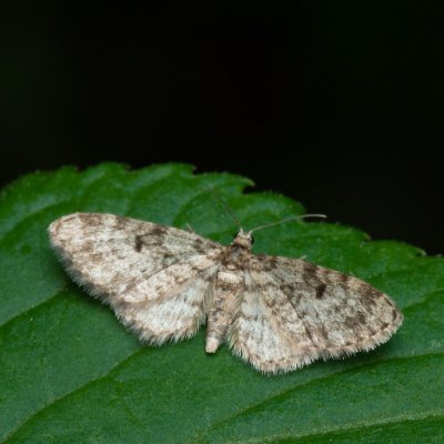 Eupithecia tantillaria (píďalička borová), Podkomorské lesy, Kopeček