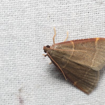 Hypsopygia glaucinalis (zavíječ žlutočárný), Kývalka