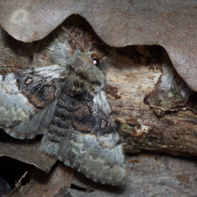 Colocasia coryli (běloskvrnka lísková), Žebětín