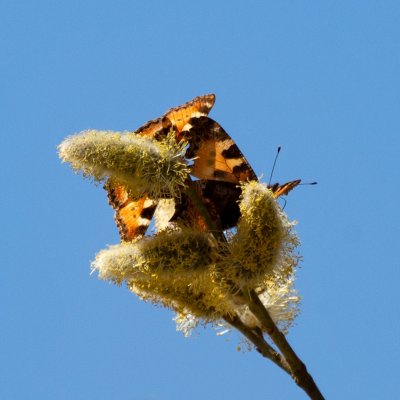 Aglais urticae (babočka kopřivová), Žebětín