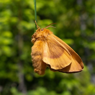Lasiocampa quercus (bourovec dubový), SK, NPR Slavkovská dolina, Tatry
