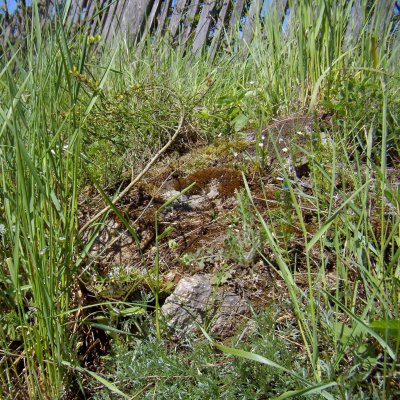 Zerynthia polyxena (pestrokřídlec podražcový), Havranické vřesoviště