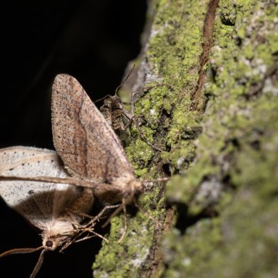 Agriopis marginaria (tmavoskvrnáč habrový), Žebětín