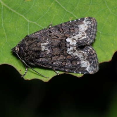 Oligia strigilis (šedavka kroužkovaná), Hády