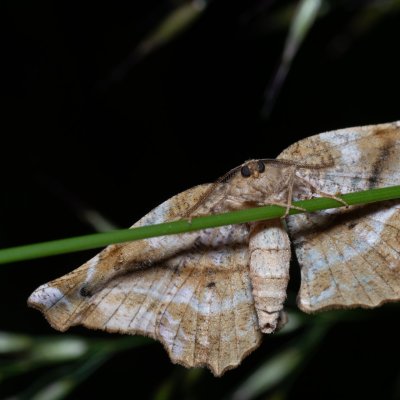 Apeira syringaria (zejkovec šeříkový), PR Kamenný vrch