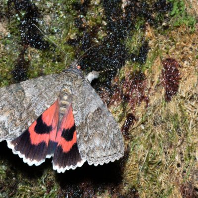 Catocala nupta (stužkonoska olšová), Augšperský potok