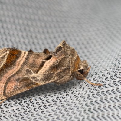 Euchalcia variabilis (kovolesklec horský), NPR Děvín