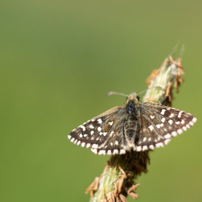 Pyrgus malvae (soumračník jahodníkový), PP Bobrava