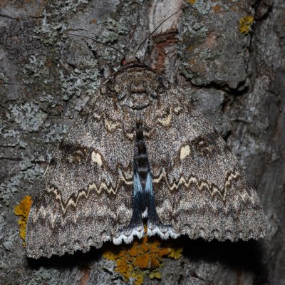 Catocala fraxini (stužkonoska modrá), Hrušovany u Brna