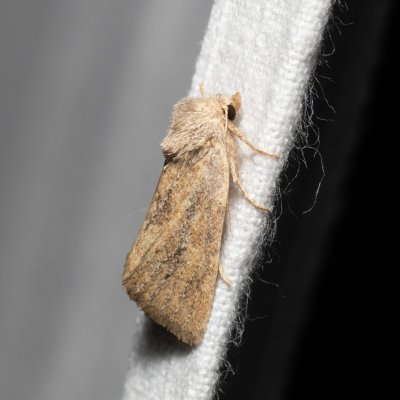 Photedes fluxa (travařka třtinová), Hády