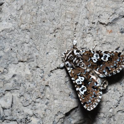 Lamprosticta culta (pestroskvrnka trnková), HR, Krasno