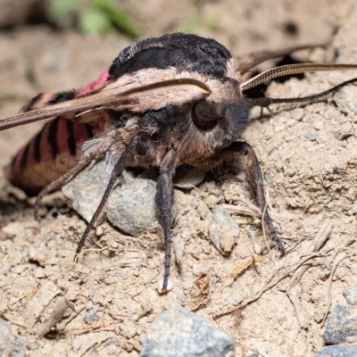 Sphinx ligustri (lišaj šeříkový), Hády - lesní lom