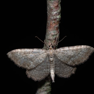 Philereme vetulata (píďalka řešetláková), PR Svatý kopeček