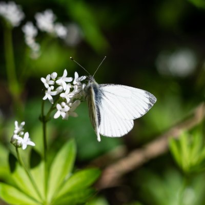 Pieris napi (bělásek řepkový), Žebětín