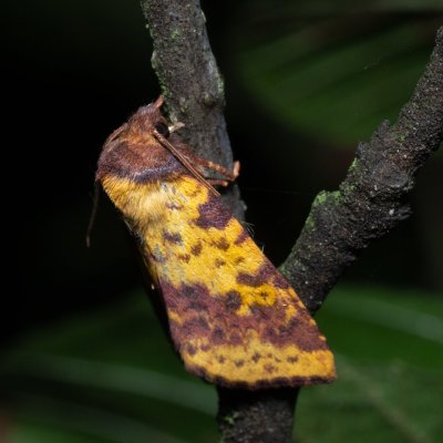 Xanthia togata (zlatokřídlec jívový), Henčov