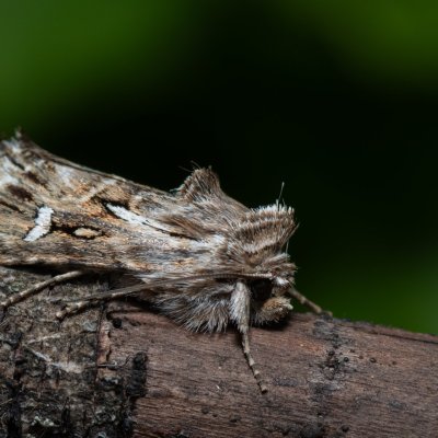 Calophasia lunula (jasnobarvec květelový), Urbanův kopec, Ostopovice