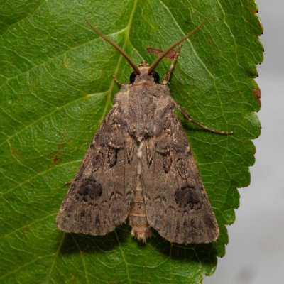 Agrotis bigramma (osenice širokřídlá), NPR Slanisko u Nesytu