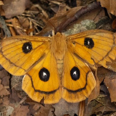 Aglia tau (martináč bukový), Študlov