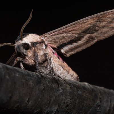 Sphinx ligustri (lišaj šeříkový), Hády - lesní lom