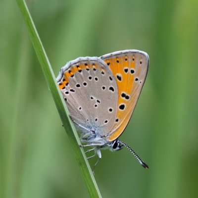 Lycaena dispar (ohniváček černočárný), SK, Štôla
