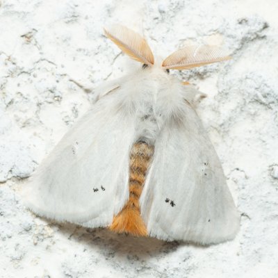 Euproctis chrysorrhoea (bekyně zlatořitná), Lukovany