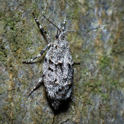 Diurnea fagella (šedivěnka jarní), Ždánický les