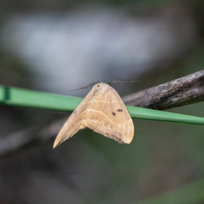 Watsonalla binaria (srpokřídlec dubový), PR Kamenný vrch