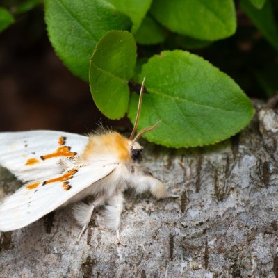 Leucodonta bicoloria (hřbetozubec dvoubarvý), NPR Radostínské rašeliniště