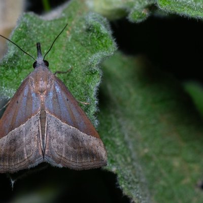 Hypena lividalis (-), GR, Myrtidion monastery, Korfu
