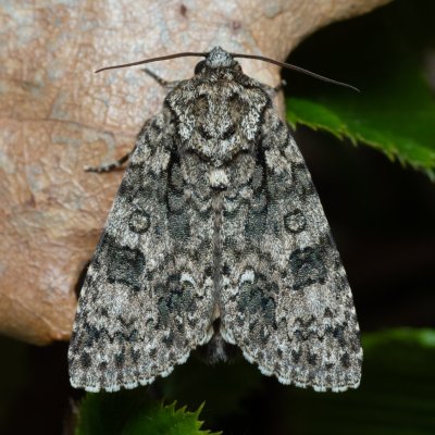 Acronicta rumicis (šípověnka hojná), PP Kavky
