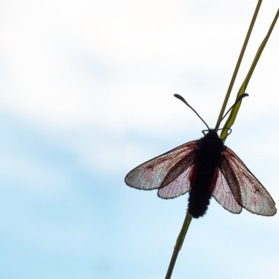 Zygaena purpuralis/minos (vřetenuška mateřídoušková/přehlížená), SK, Nová Polianka