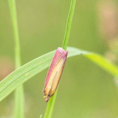 Oncocera semirubella (zavíječ červenožlutý), Žebětín