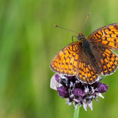 Brenthis hecate (perleťovec dvouřadý), NPR Čertoryje