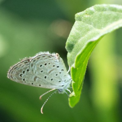 Zizula hylax (-), TH, Bangkok