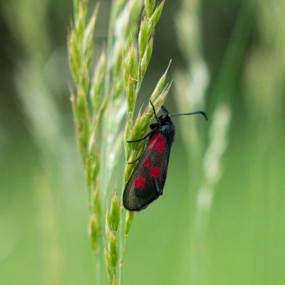 Zygaena viciae (vřetenuška komonicová), PP Obůrky - Třeštěnec