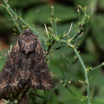 Mniotype solieri (-), HR, Jablanac