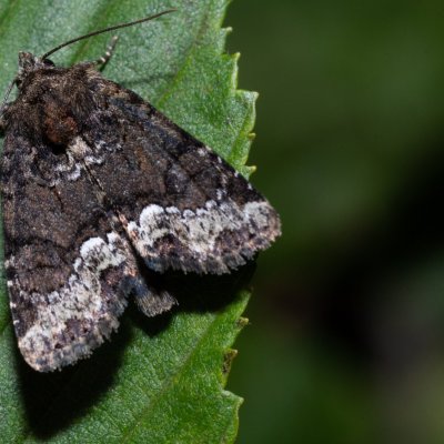 Oligia strigilis (šedavka kroužkovaná), Žebětín