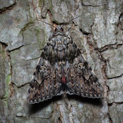 Catocala promissa (stužkonoska úzkopásá), Žebětín