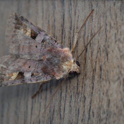 Diarsia brunnea (osenice hnědá), Daremní