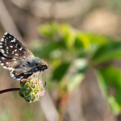 Spialia sertorius (soumračník skořicový), Hády