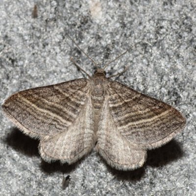 Phibalapteryx virgata (vlnočárník šerokřídlý), Havranické vřesoviště