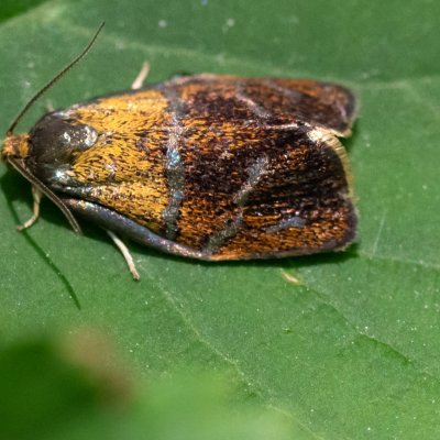Ptycholoma lecheana (obaleč stříbročarý), Podkomorské lesy