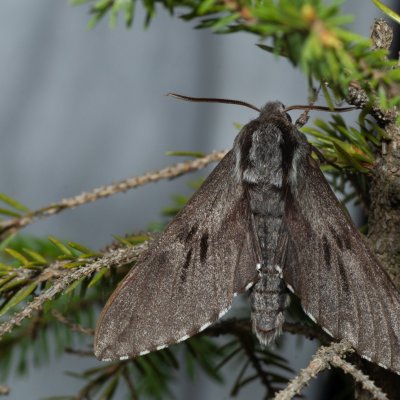 Sphinx pinastri (lišaj borový), Devět křížů