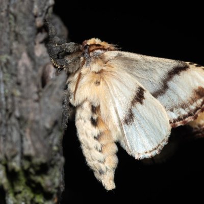 Phalera bucephala (vztyčnořitka lipová), PP Střelický les