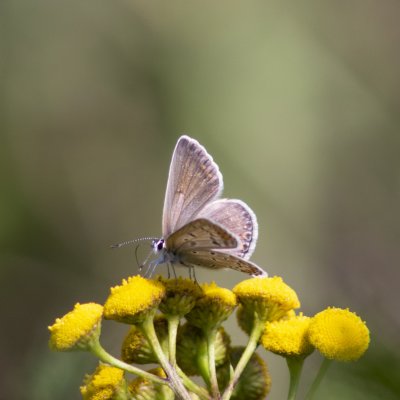 Polyommatus icarus (modrásek jehlicový), Lukovany