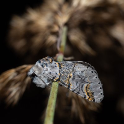 Furcula furcula (hranostajník jívový), Hrabětice