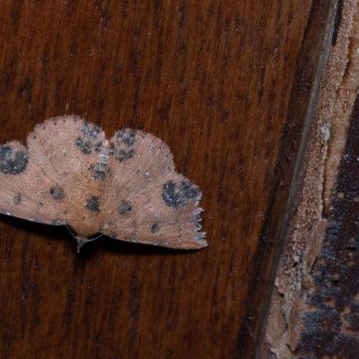 Corgatha sp., TH, Khao Sok