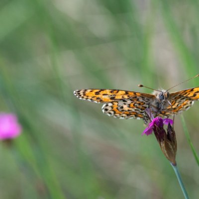 Melitaea trivia (hnědásek jižní), PR Svatý kopeček